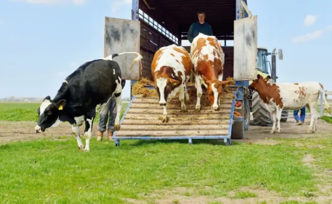 Rinnovo del certificato di idoneità per conducenti e guardiani di veicoli stradali che trasportano equidi domestici o animali domestici della specie bovina, ovina, caprina, suina o pollame