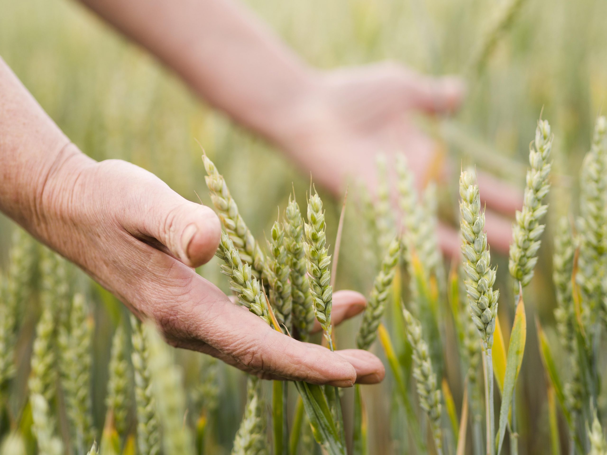 Corsi gratuiti per lo sviluppo della filiera Agrifood